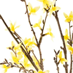 Blomst Forsythia