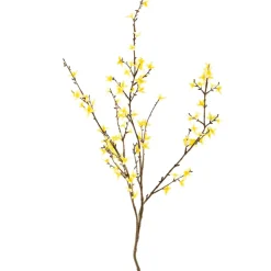 Blomst Forsythia