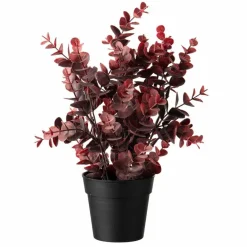 Eucalyptus, burgunder