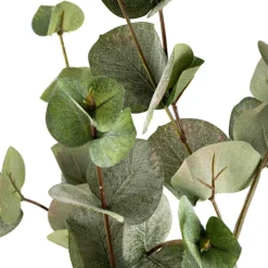 Gren Eucalyptus