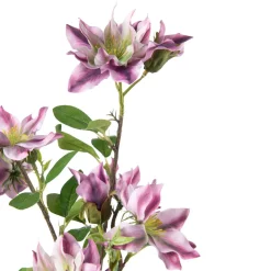 Gren Klematis H 105 cm