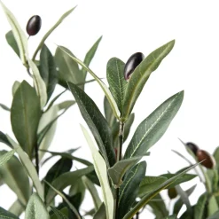 Oliventre i potte H 120 cm