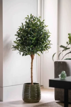 Oliventre i potte H 120 cm