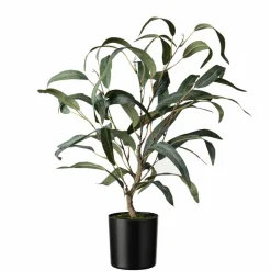 Plante Blader i potte