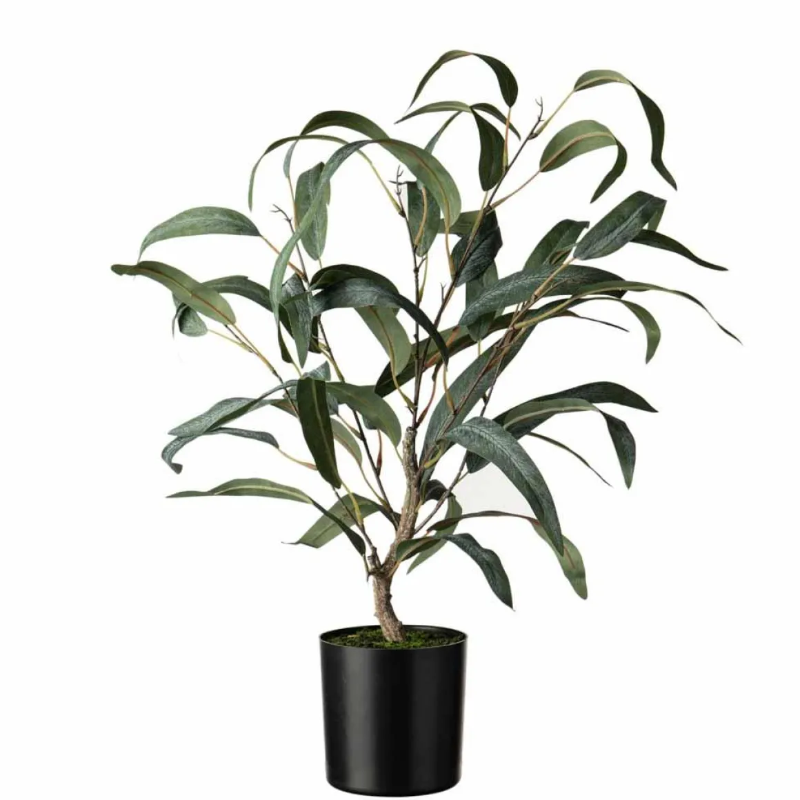 Plante Blader i potte