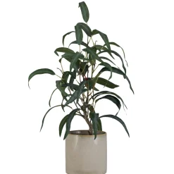 Plante Blader i potte