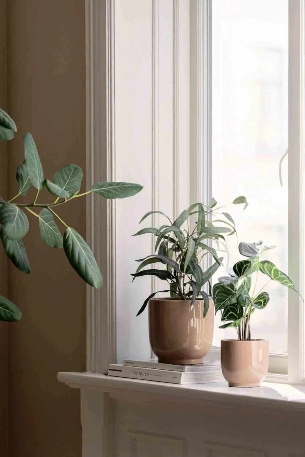 Plante Blader i potte