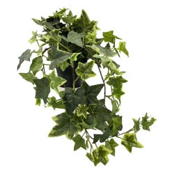 Plante Eføy tofarget