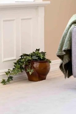 Plante Eføy tofarget