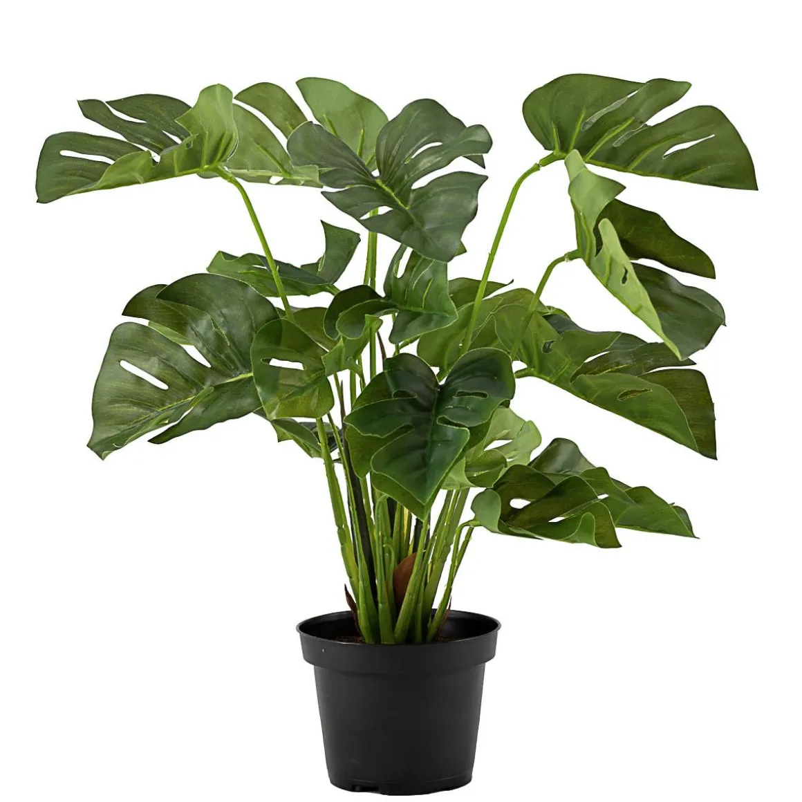 Plante Monstera