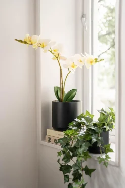 Potte Avetia 17 cm, sort