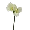 Stilkblomst Amaryllis hvit