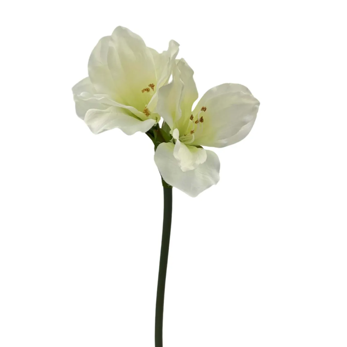 Stilkblomst Amaryllis hvit
