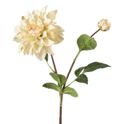 Stilkblomst Dahlia 70 cm off white