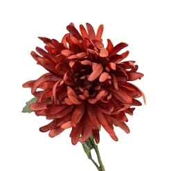 Stilkblomst Krysantemum