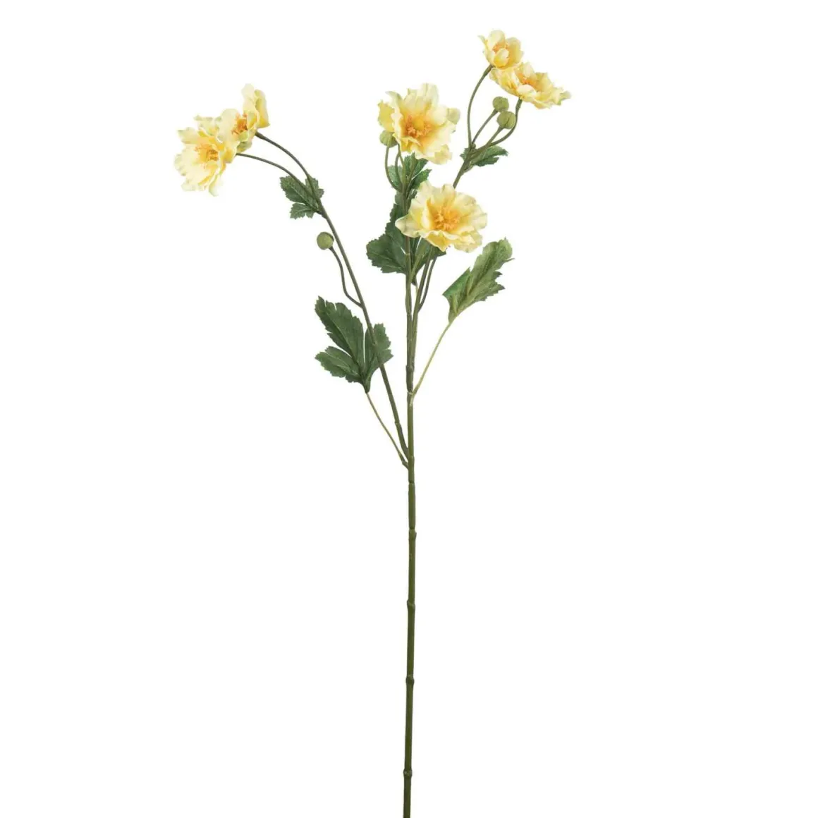 Stilkblomst Ranunkel 69 cm