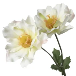 Stilkblomst Ranunkel 69 cm hvit